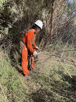 A sawyer from Volunteers for Outdoor Colorado cuts a tamarisk tree during the National Public Lands Day event at John Martin Reservoir, Colo., Sept. 24, 2022. NPLD is the nation's largest, single-day volunteer event for public lands.